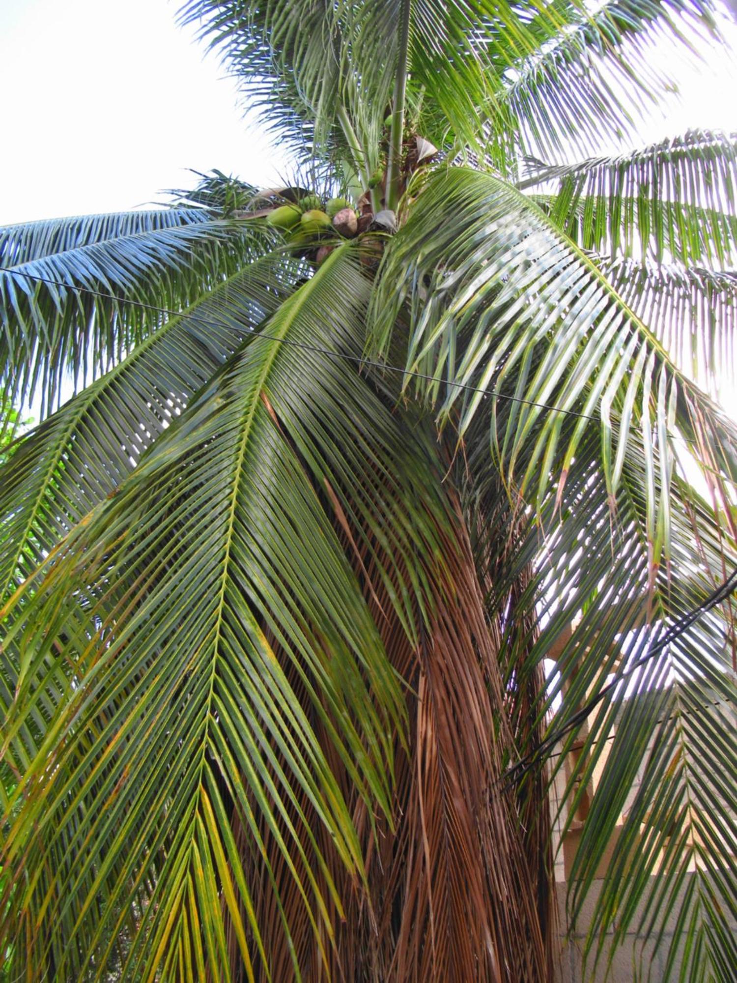 Cocos Apartman Cancún Kültér fotó
